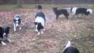 border collie walk [upl. by Adianes320]