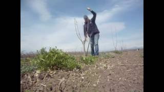 Pruning cherry tree shaped cup Κλάδεμα κερασιάς σε σχήμα κύπελοavi [upl. by Dippold]