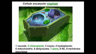 Biologie cellulaire S1  Cellule procaryote et Eucaryote  Vidéo 2 partie 1 [upl. by Enimrac143]