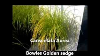 Best Perennials for Shade  Carex elata Aurea Bowles Golden Sedge [upl. by Sanger]