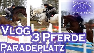 3x SPRINGEN in Moritzburg  VLOG [upl. by Filler988]