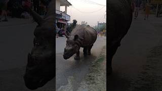 Rhinoceros 🦏 Walking Around Elephant Choak Sauraha wildlife chitwannationalpark saverhino [upl. by Yenobe]