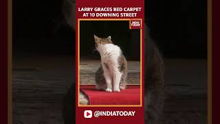 Watch Larry The Cat Graces Red Carpet At 10 Downing Street [upl. by Lebazej]