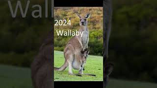 2024 wallaby and 5000bce wallaby animals trending [upl. by Ezarras465]