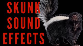 SKUNK SOUND EFFECTS  Skunk Noises  maktubytv [upl. by Olnay252]