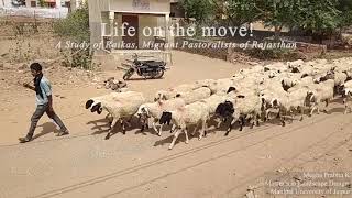 Life of Raika on the Move Nomadic Pastorlism in Rajasthan [upl. by Olds]