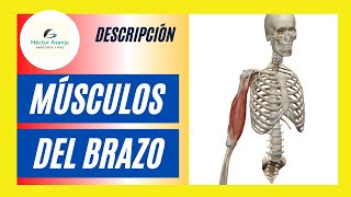 ¿Conoces los MÚSCULOS del BRAZO ‼️Más FÁCIL IMPOSIBLE [upl. by Ibba728]