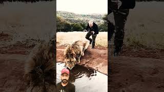 Lion Sy Panga Mehnga Par Gya😱😱 lion wildlife funny tiger [upl. by Leuas16]