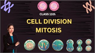 CELL DIVISION Mitosis  Lecture 2 [upl. by Anigar54]