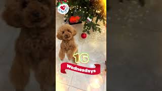 Cute Dog Dancing to Jingle Bells 🐶🔔16 Wednesdays until Christmas cutedog [upl. by Bachman180]