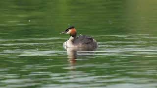 Great Crested Grebe Greylag Goose Coot amp Little Grebe chicks at Kemerton Lake [upl. by Rad]