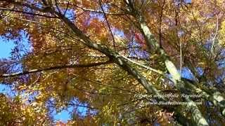 Fraxinus angustifolia Raywood Claret Ash [upl. by Fahland]