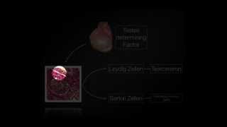 Embryologie Basics [upl. by Odidnac]