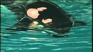 NEAR DEATH AT SEAWORLD Ballena Orca Ataca a Entrenador [upl. by Asikal]