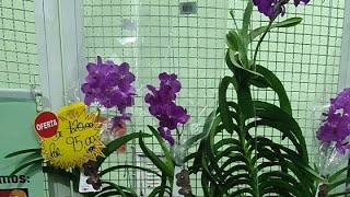 Plantas Ao vivo Atacado e Varejo [upl. by Atiz]