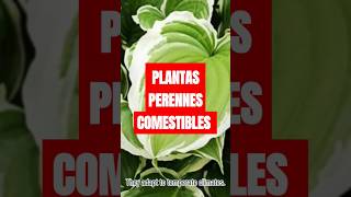 Plantas perennes que se comen plantasdeinterior plants perennial [upl. by Eerdna]