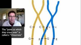 Dihybrid Crosses and Linked Genesmov [upl. by Savanna]