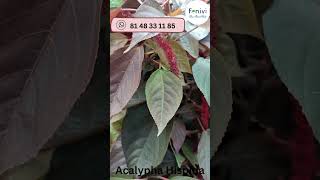 Acalypha Hispida [upl. by Blondelle691]