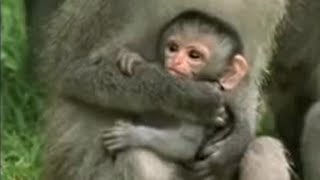 Cute Baby Vervet Monkies Playing  Cheeky Monkey  BBC Studios [upl. by Gudrun]