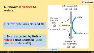 352 Link reaction and Krebs Cycle AQA A level biology [upl. by Adnert]