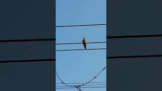 Pombo da Nova Zelândia ou Rolinha do Planalto Diz aí animal [upl. by Eilrak]