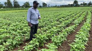 beans farming with Biofertilizer bioprop FHB [upl. by Philipa]