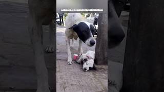 Animal lives matter  Dog life matter  Animal life dogs animals doglover [upl. by Erbas]