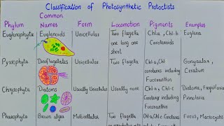 The algae plant like protists  classification of photosynthetic protoctista  class 11 [upl. by Mercie]