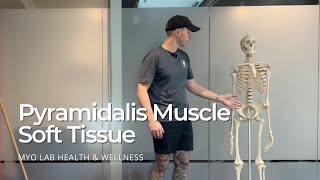 Pyramidalis Muscle Soft Tissue [upl. by Iyre]