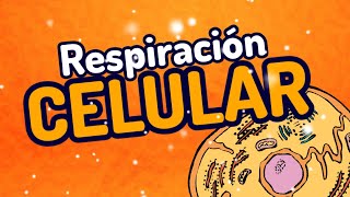 ⚡RESPIRACIÓN CELULARen 3 minutos glucolisis y ciclo de krebs GUÍA UNAM [upl. by Starr]