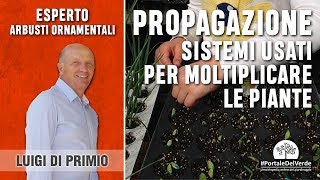 Quali sono i sistemi di propagazione delle piante [upl. by Tabbie]