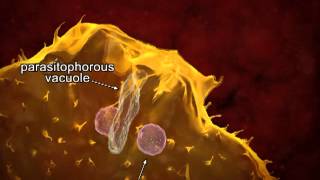 Animated life cycle of T cruzi in the human host [upl. by Cornwell392]