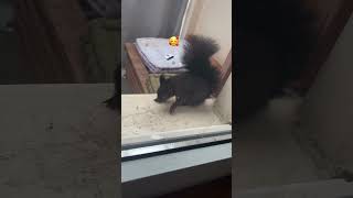 Eichhörnchen 🥰 wildanimals youtubecontent music goodvibes food cute cuteanimals love eatin [upl. by Cassady673]