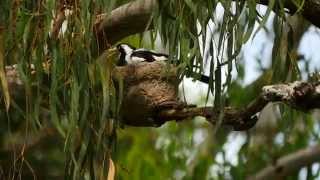 Magpie Lark Grallina cyanoleuca ♀ in the nest  Drosselstelze im Nest [upl. by Brader]