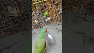 Yah hai katori wala Johny talking parrot [upl. by Deutsch]