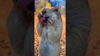 PRAIRIE DOG 🦦  Sticking Out The Tongue  Funny Clip  AZ FANCY BIRDS [upl. by Hambley536]