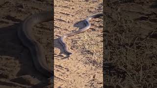 Danger noodles are out again be safe out there farming westernaustralia taylorswift [upl. by Grof]