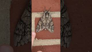 This Moth is Huge  Waved Sphinx Moth [upl. by Edasalof391]