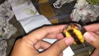 Unboxing Painted Wood Turtle Rhinoclemmys Pulcherrima Incisa [upl. by Vizzone]