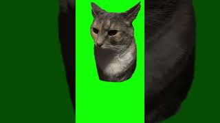 Cat Staring meme  quotAnother Rainquot  Halo 3 ODST  Green Screen [upl. by Neomah388]