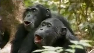 Chimps vs Red Colobus Monkeys  BBC Studios [upl. by Eustatius]