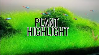 Dwarf Hairgrass Care Aquarium Plant Info [upl. by Shermy275]