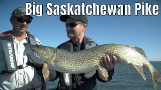 Using Swimbaits For Big Saskatchewan Pike  Fishn Canada [upl. by Nadeau12]