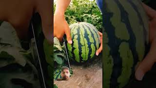 Last seen Beautiful watermelon cutting style shorts food satisfying [upl. by Lowell]