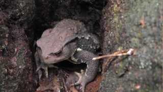 🐝 Giant Japanese Forest Toad  Species Bufo japonicus  Real Japan Monsters [upl. by Hirai636]