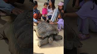 Giant turtle 😍 cambodia travel [upl. by Udell]