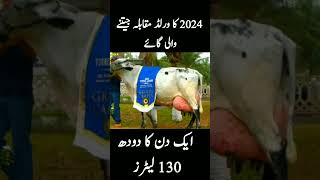 World Record Holder 2024 Girlando Cow 130 Litters Milk shorts shortvideo youtubeshorts [upl. by Einimod]