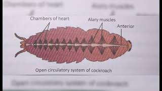 ANIMAL TISSUE  FROG AND COCKROACH DIAGRAM SECTION [upl. by Yuji]