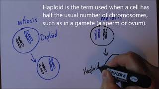 Introducing Genetics 2 Mitosis and meiosis [upl. by Ethben109]