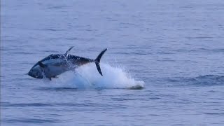 Blåfenad tonfisk Atlantic bluefin tuna thunnus thynnus Öresund 20230830 [upl. by Anaer11]